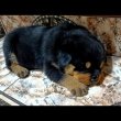 Rottweiler szuka kiskutya eladó 