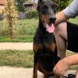 Doberman kölykök