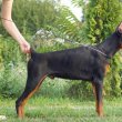 Doberman kölykök