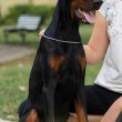 Doberman kölykök