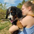 Bernese mountain dog puppies