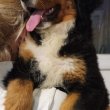 Bernese mountain dog puppies