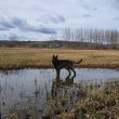 Fajtatiszta jellegű ordas német juhászkutya