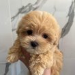 Előjegyezhető maltipoo kicsikéim