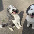 Sheepadoodle kutyusok keresik új otthonukat