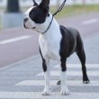 Boston terrier puppy