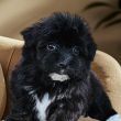 Bishon havanese 