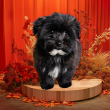 Bishon havanese 