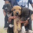 Staffordshire Terrier kiskutyák