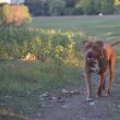 Staffordshire Terrier kiskutyák