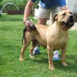 Boerboel (dél-afrikai masztiff) kölykök