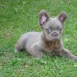 Fluffy francia bulldog fiú 