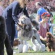 Standard poodle