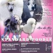 Standard poodle