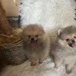 Pomeranian BOO pomeranians