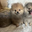 Pomeranian BOO pomeranians