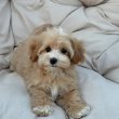 Mini Maltipoo kölykök