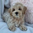 Mini Maltipoo kölykök