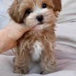 Mini Maltipoo kölykök