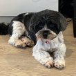 7 éves Havanese lány