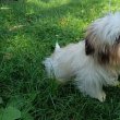 Bichon Havanese kan kiskutya eladó!