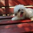 Bichon Havanese kan kiskutya eladó!