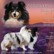 Sheltie Shetland Sheepdog