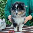 Sheltie Shetland Sheepdog