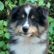 Sheltie Shetland Sheepdog