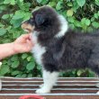 Sheltie Shetland Sheepdog