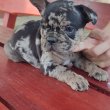 Francia bulldog merle tan kan 8 hetesen 