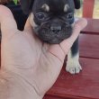 Francia bulldog black tan szuka 8 hetes 