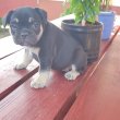 Francia bulldog black tan szuka 8 hetes 