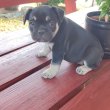 Francia bulldog black tan szuka 8 hetes 