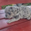 Francia bulldog Blue merle tan szuka 8 hetes 