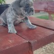 Francia bulldog Blue merle tan szuka 8 hetes 