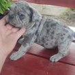 Francia bulldog Blue merle tan szuka 8 hetes 