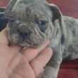 Francia bulldog Blue merle tan szuka 8 hetes 