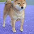 Shiba Inu kölykök