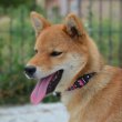 Shiba Inu kölykök