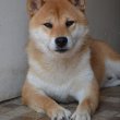 Shiba Inu kölykök