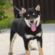 Shiba Inu kölykök