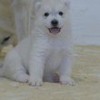 Siberian Husky puppies