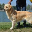 Imádnivaló Golden Retriever kölykök eladók 