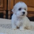 Bichon Havanese