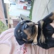 Eladó rottweiler szuka kiskutyák 