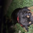 Eladó rottweiler szuka kiskutyák 