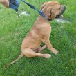 Eladó Boerboel kiskutyák