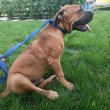 Eladó Boerboel kiskutyák