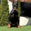 Doberman kiskutyák eladók